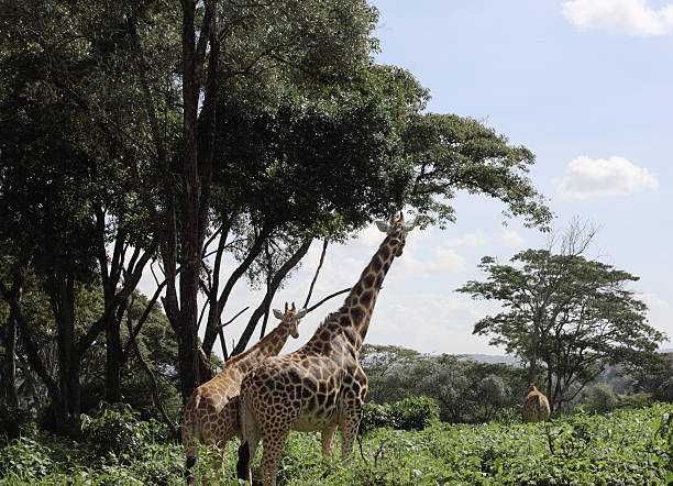 istock Giraffes in Nairobi reserve 179986304