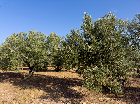 Olive trees grove, greens and blue sky in Crete Island, Greece.