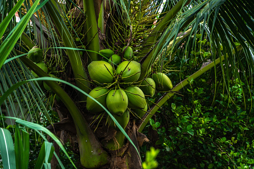 Close-up of The green ripe coconut fruit on the coconut tree of the palm tree as a fresh young coconut in the backyard in Thailand