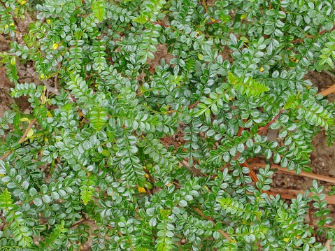 Stems of the common knotgrass with leaves covered with water drops on the wet old concrete surface during a rain, top view