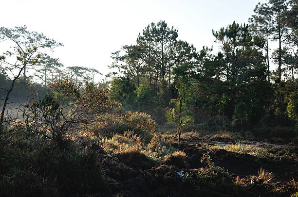istock Morning light shines on forest at Phu Kradueng National Park. 179988291