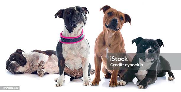 Vier Staffordshire Bull Terrier Stockfoto und mehr Bilder von Braun - Braun, Bullterrier, Fotografie