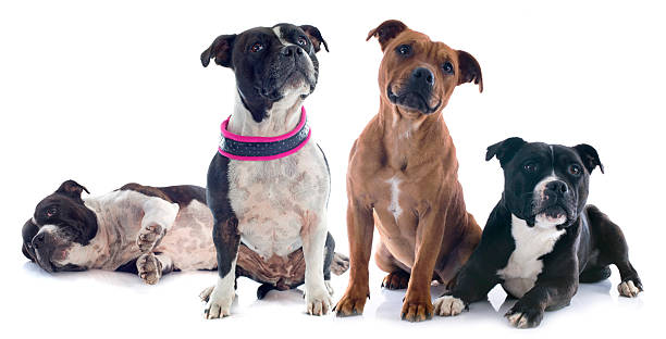 istock four staffordshire bull terrier 179988307