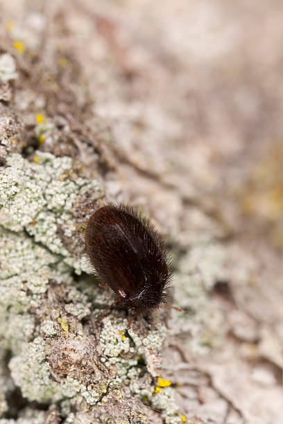 istock Trinodes hirtus on oak, extreme close-up with high magnification 179988376