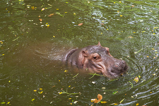 istock Hippopotamus swimming in water 179988480