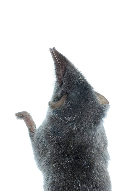 istock mammal animal shrew rat 179988965