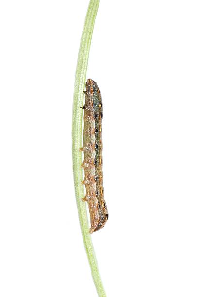 istock pet insect butterfly caterpillar 179989194