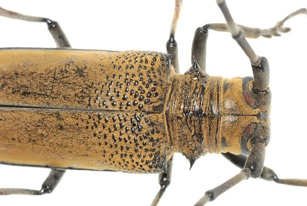 istock insect mulberry borer beetle 179989512