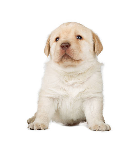 istock Yellow Labrador Retriever Puppy 179990722