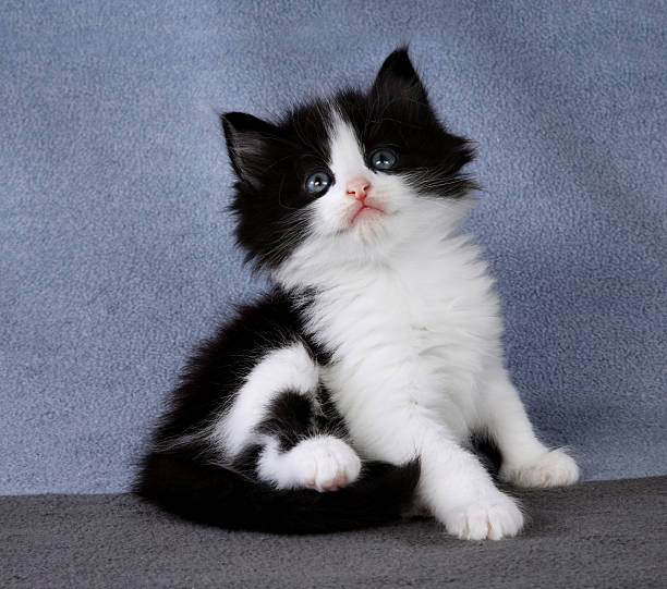 istock Black and white little kitten sitting down on a blanket 179990788