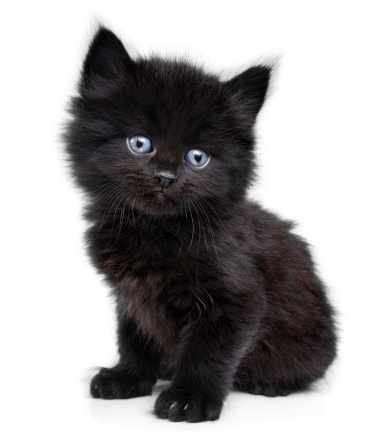 Black little kitten on a white background