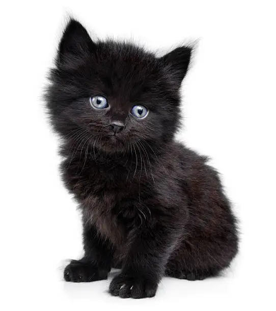 Photo of Black little kitten on a white background