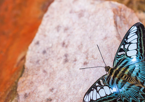 istock Beautiful butterfly in nature 179991001