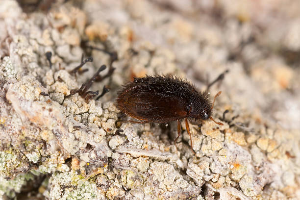 istock Trinodes hirtus on oak, extreme close-up with high magnification 179991108
