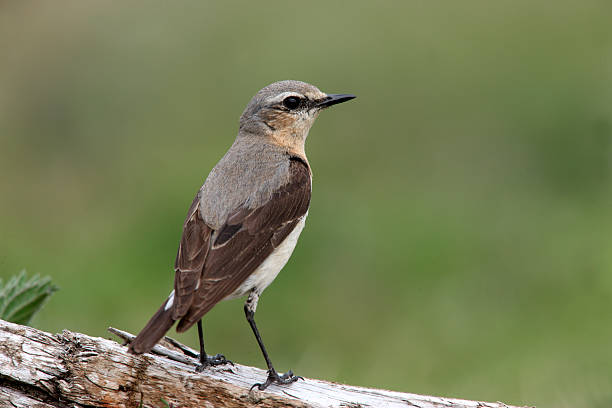 istock Northern wheatear, Oenanthe 179991931