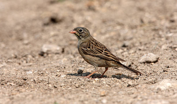 istock Ortolan bunting, Emberiza hortulana 179992271