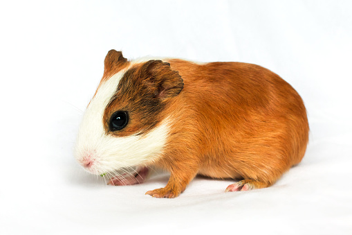 Multi-colored guinea pig on a white background. Red-haired with white spots guinea pig on a white wall background.