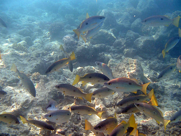 istock snorkeling in the red sea 179992930