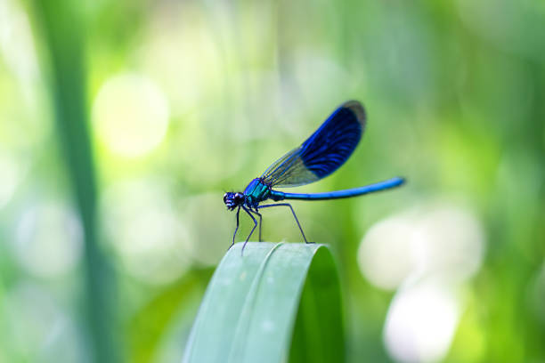istock Blue dragonfly on a leaf on a blurred green background. Minimal photo 1799929966