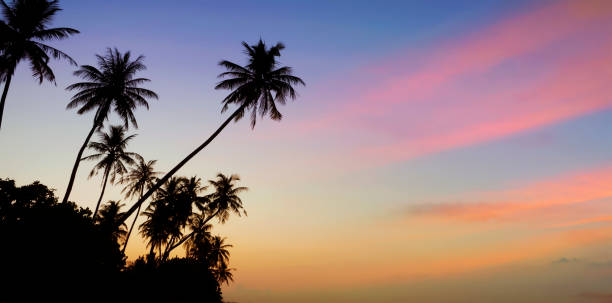 istock Banner Summer with colorful theme as palm trees background as texture frame background 1799935159