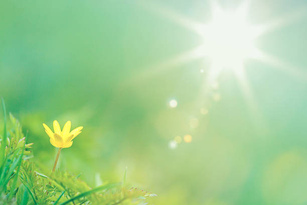 istock Sunny summer view of a single yellow buttercup 179994014