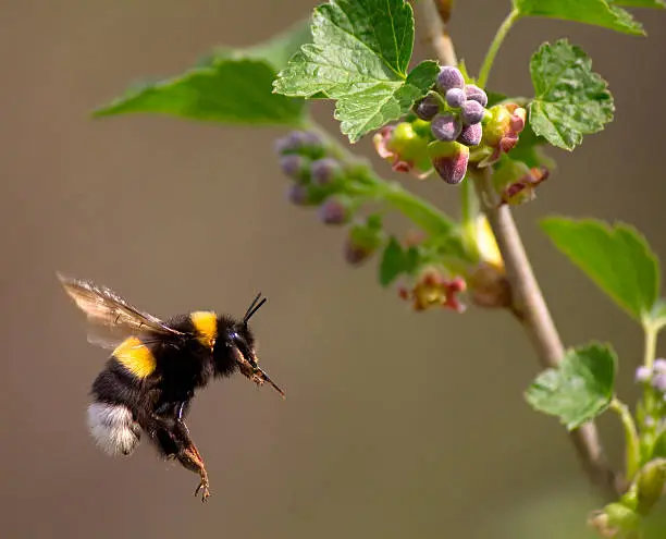 Photo of bumble bee flying to flower