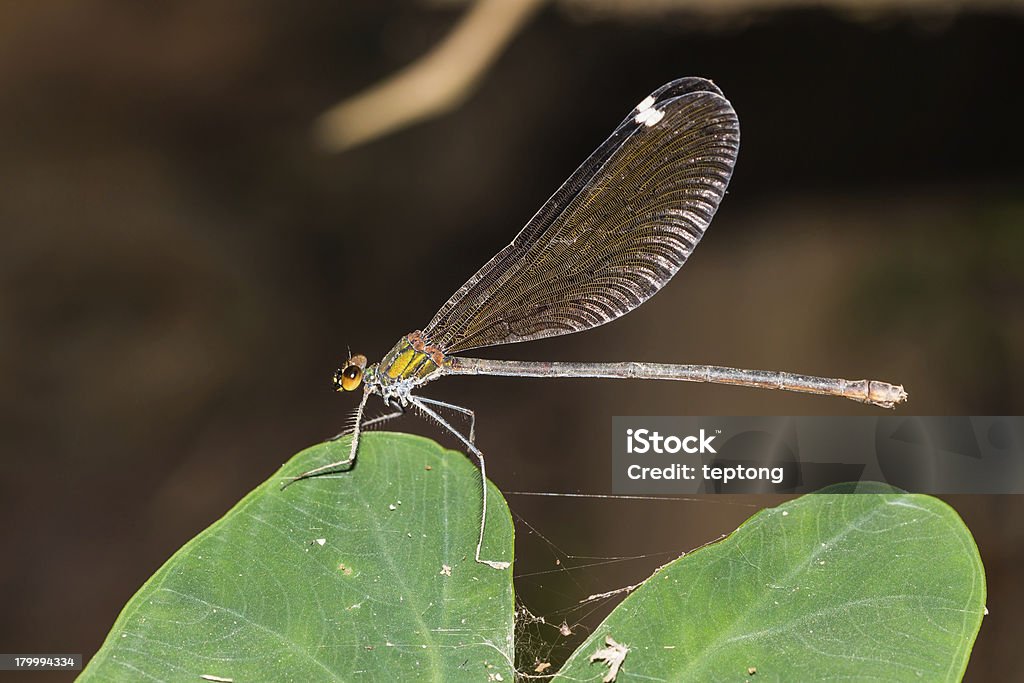 Große damselfly - Lizenzfrei Bauch Stock-Foto