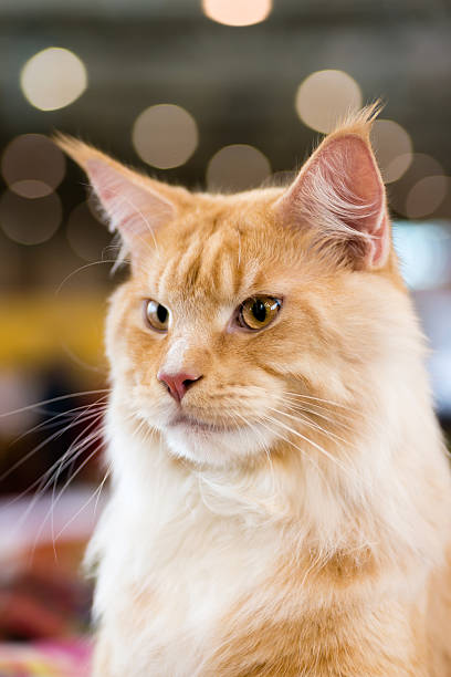 istock Red-white tabby Maine Coon cat 179994419