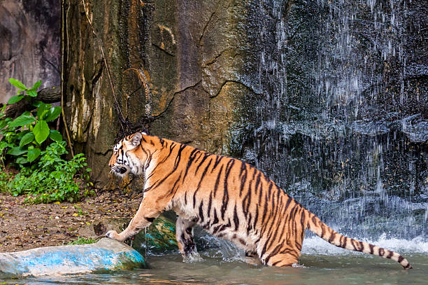 istock Tiger walking out of the water 179994477