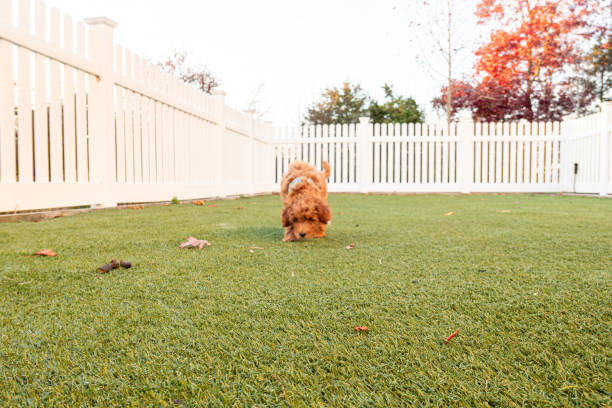 istock Puppy in a dog park 1799946277