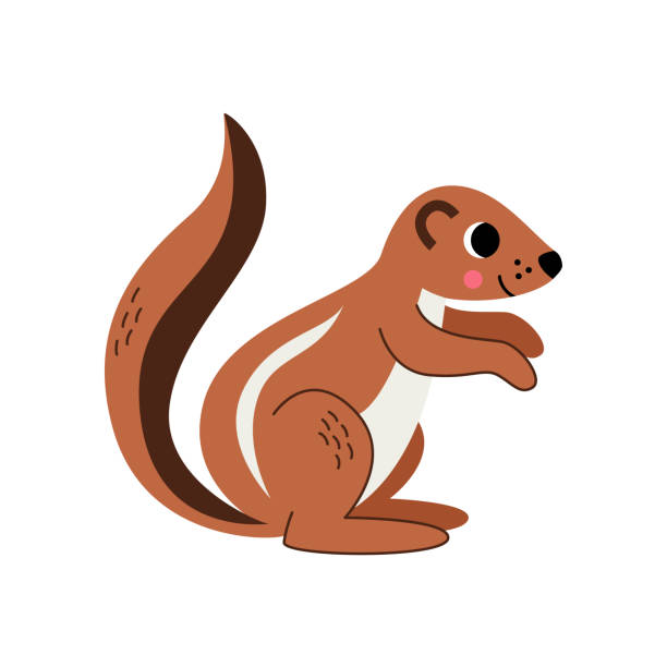 Vector illustration of cute xerus isolated on white background. Vector picture of cute cartoon xerus isolated on white background. african ground squirrel stock illustrations