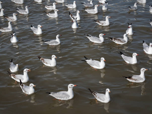 istock Flock of Seagulls on the Sea 1799949910