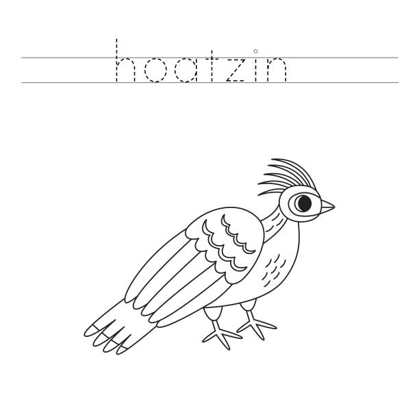 Trace the letters and color cartoon hoatzin bird. Handwriting practice for kids. Trace letters and color black and white cartoon hoatzin bird. hoatzin stock illustrations