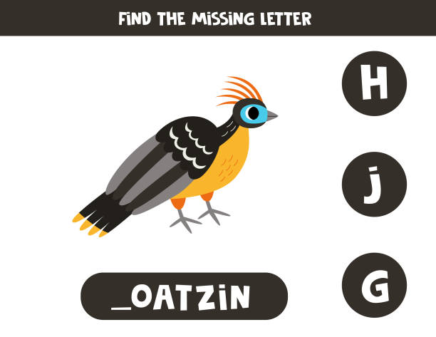 Find missing letter with cartoon hoatzin. Spelling worksheet. Find missing letter. Cute cartoon hoatzin. Educational spelling game for kids. hoatzin stock illustrations