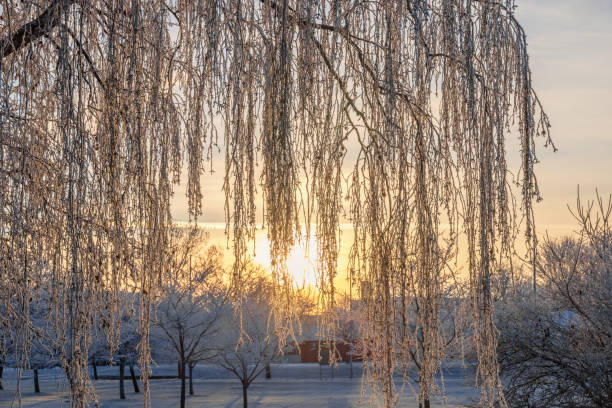 Sunset through frosty hanging birch branches in winter