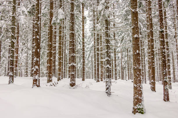 istock Spruce forest with deep snow in winter 1799952678
