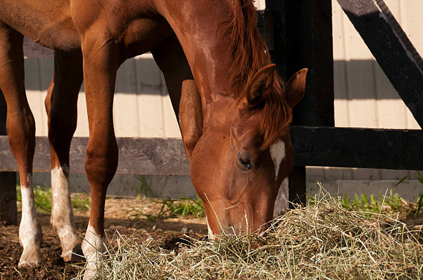 Mare & foal eating together