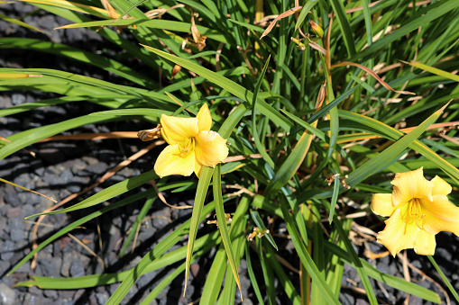 Yellow daylily (Hemerocallis lilioasphodelus (syn. Hemerocallis flava), also known as lemon daylily, lemon lily, is a plant of the genus Hemerocallis. Despite the common name, it is not in fact a lily. It grows in big, spreading clumps, and its leaves grow to 75 cm (30 in) long. Its scapes each bear three-to-nine sweetly fragrant, lemon-yellow flowers.