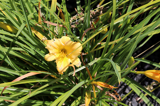 Yellow daylily (Hemerocallis lilioasphodelus (syn. Hemerocallis flava), also known as lemon daylily, lemon lily, is a plant of the genus Hemerocallis. Despite the common name, it is not in fact a lily. It grows in big, spreading clumps, and its leaves grow to 75 cm (30 in) long. Its scapes each bear three-to-nine sweetly fragrant, lemon-yellow flowers.
