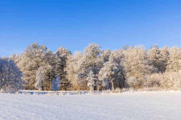 istock Field with snow by a frosty forest a sunny winter day 1799954321