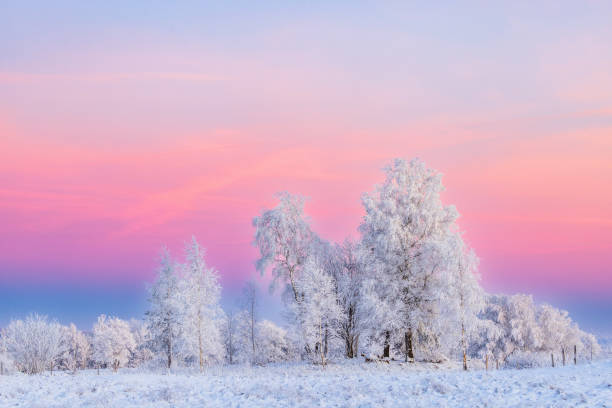 istock Hoarfrost on the trees and a colorful sky 1799954322