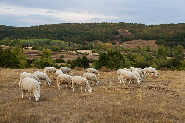 A line of sheep travels along a rural road beside trees and fields, captured from a low angle.Bright sky, soft clouds, and golden light create a peaceful, pastoral countryside scene.