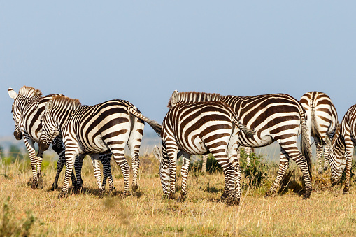 Flock of zebras walking in Masai Mara savanna