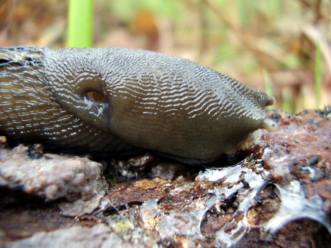 Close up of the head of the Ashy-Grey Slug (Limax cinereoniger), on a rotten oak branch