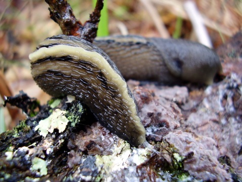 Close up of the tail of the Ashy-Grey Slug (Limax cinereoniger), on a rotten oak branch