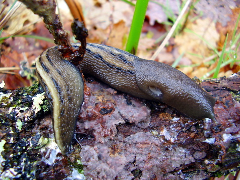 Close up of the Ashy-Grey Slug (Limax cinereoniger), on a rotten oak branch