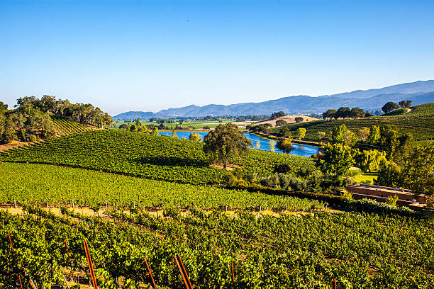 napa valley vineyards e stagno - vineyard napa valley field in a row foto e immagini stock