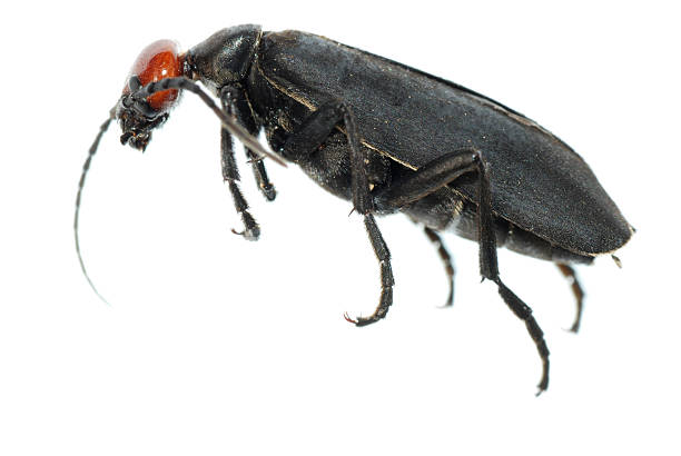 istock orange and black blister beetle 179998205