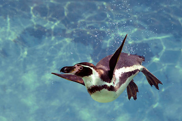 пингвин гумбольдта под водой - humboldt penguin стоковые фото и изображения