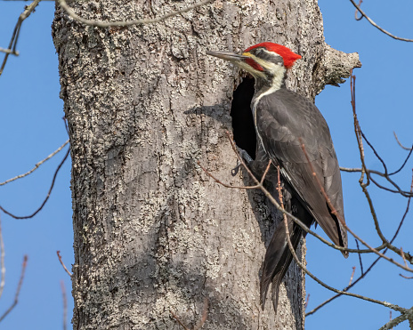 Pileated Woodpecker on a tree